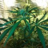 урожайные семена конопли Ultra Power Plant feminised Victory Seeds
