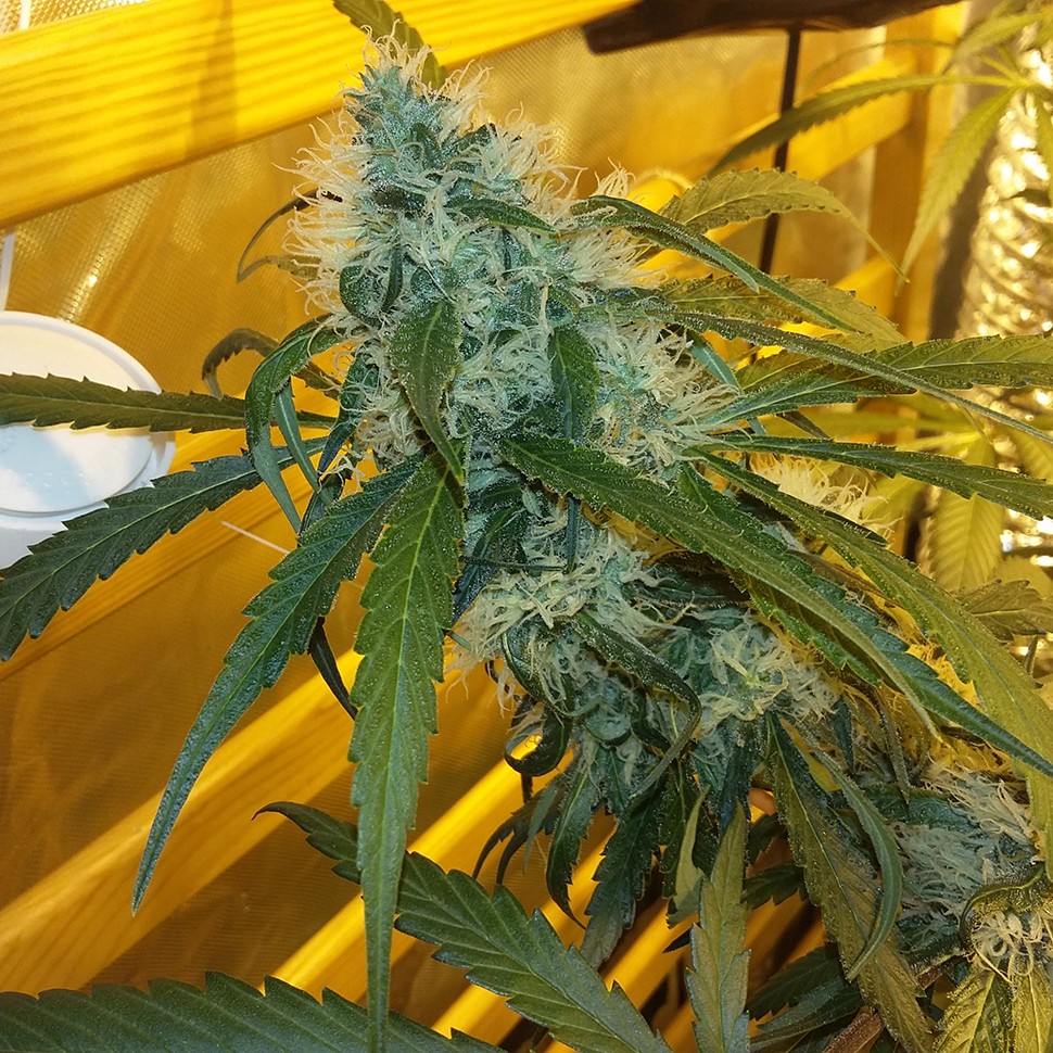 семена индийской конопли Ultra Power Plant feminised Victory Seeds