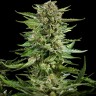 Семена ганжа  Flowershell Bomb feminised Ganja Seeds