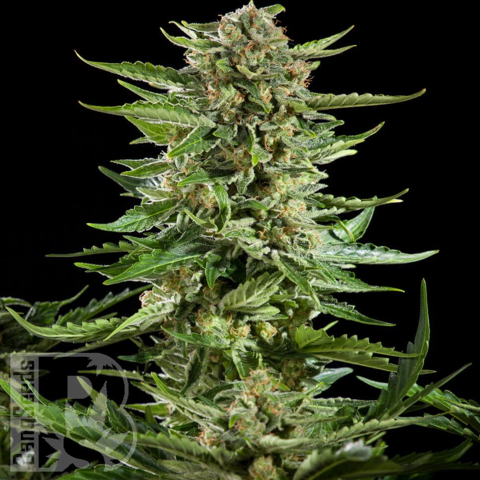 Семена ганжа  Flowershell Bomb feminised Ganja Seeds