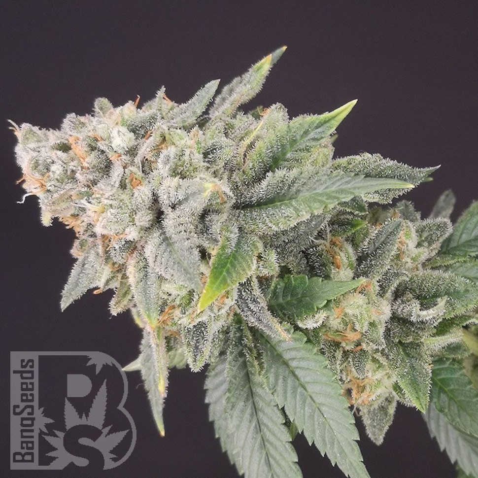 Семена ганжа  Flowershell Bomb feminised Ganja Seeds