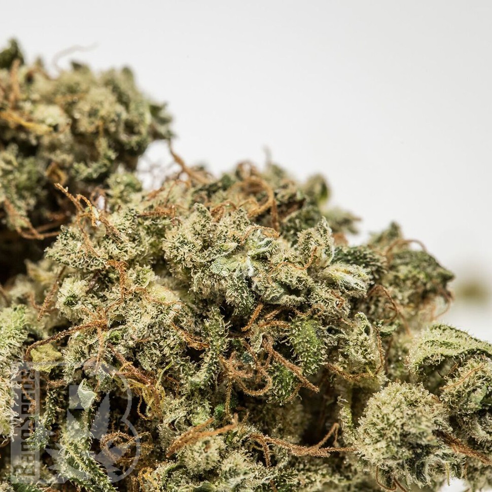 купить семена конопли аутдор Afghan Haze feminised