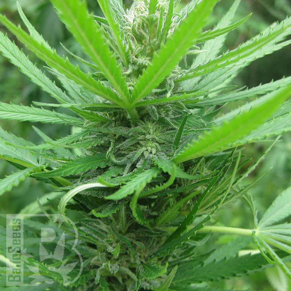 Семена ганжа  Afghan Haze feminised Ganja Seeds