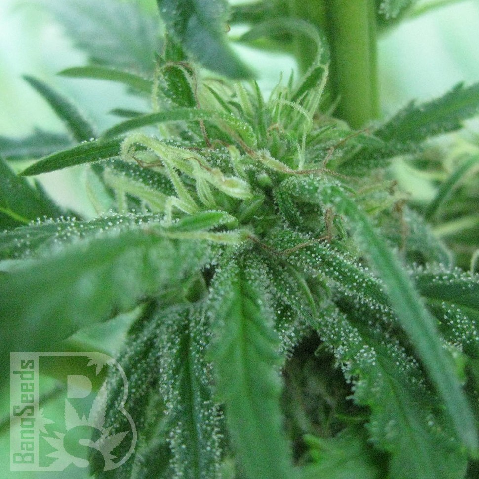 купить семена конопли в оригинальных упаковках Afghan Haze feminised