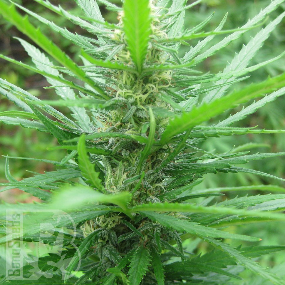 купить семена конопли феминизированные Afghan Haze feminised