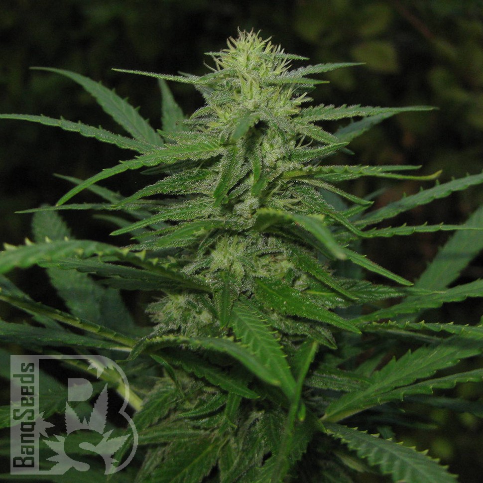 купить семена конопли в фирменной упаковке Afghan Haze feminised