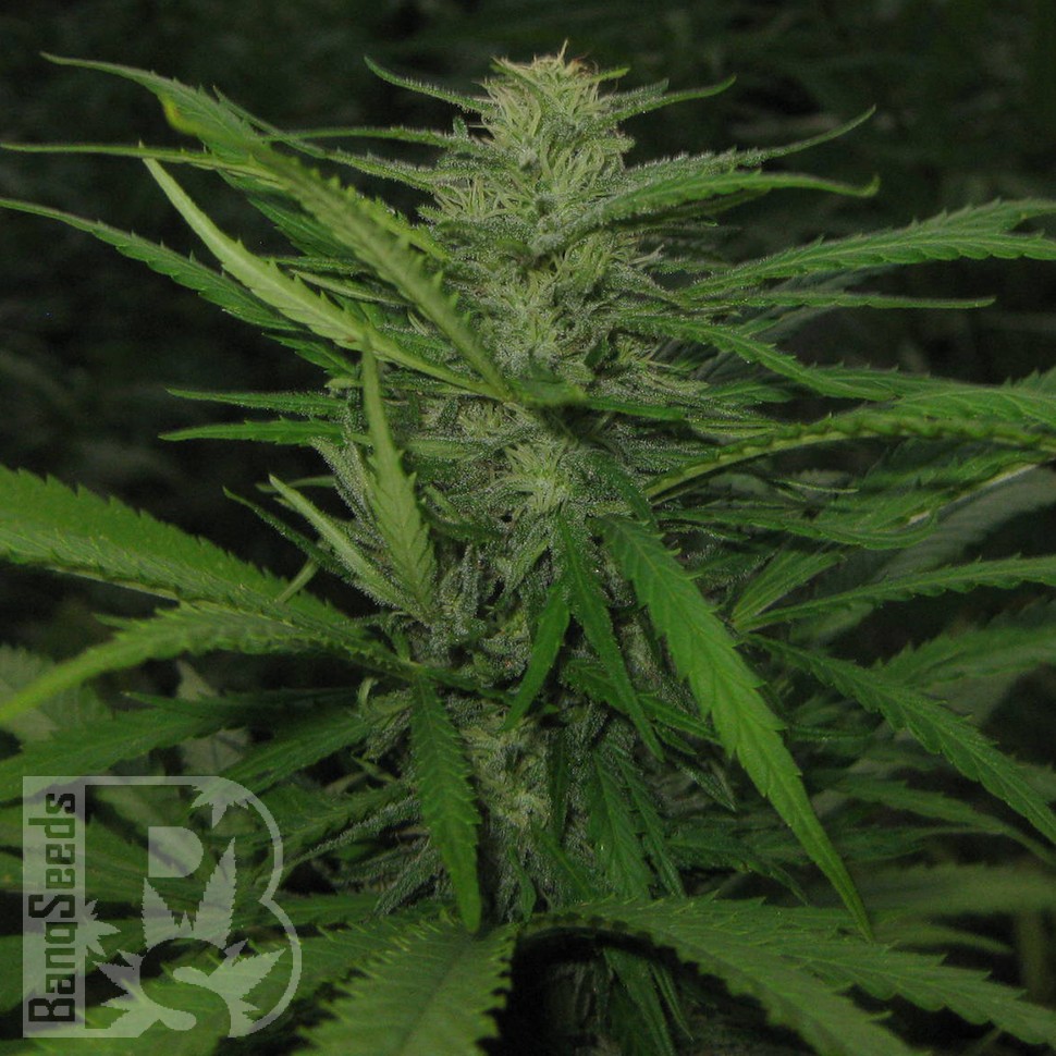 купить мощные семена конопли Afghan Haze feminised