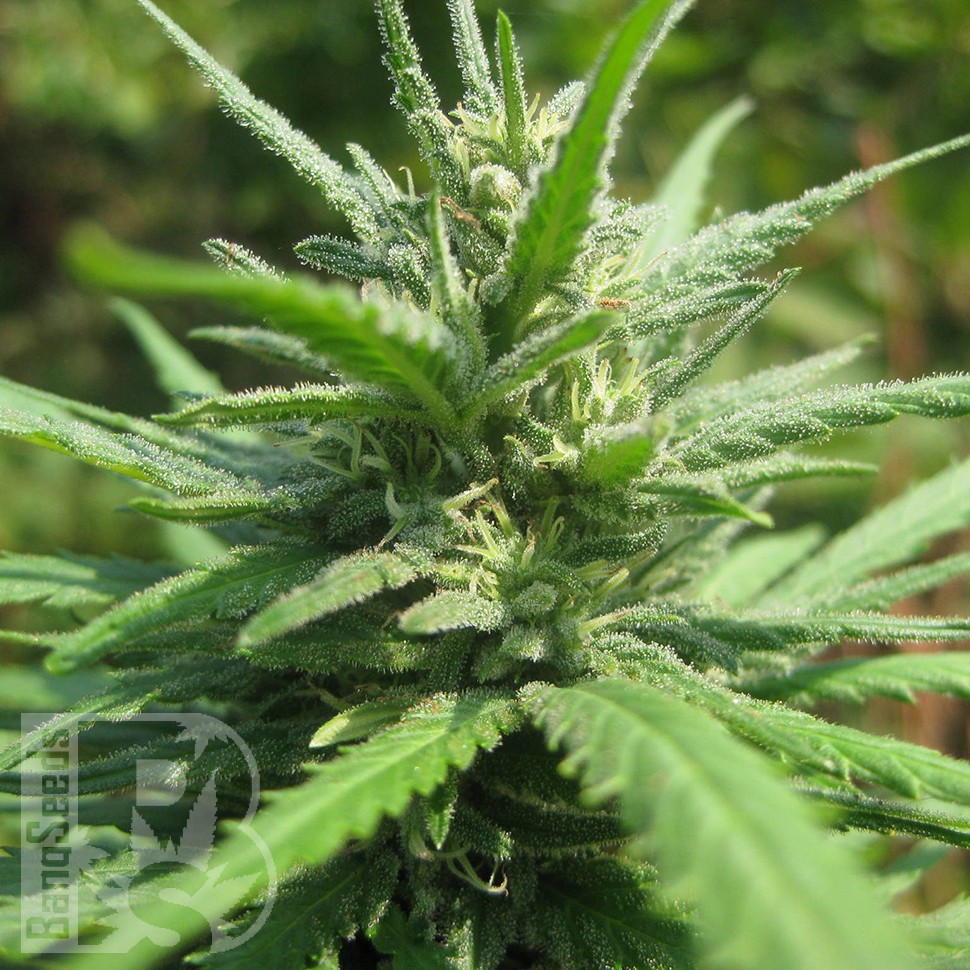 купить семена конопли в Украине Afghan Haze feminised