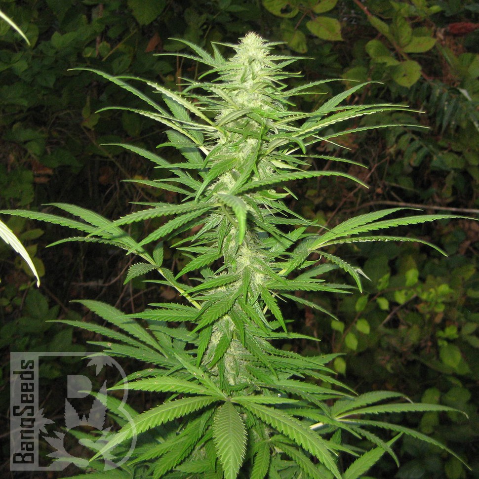 купить урожайные семена конопли Afghan Haze feminised