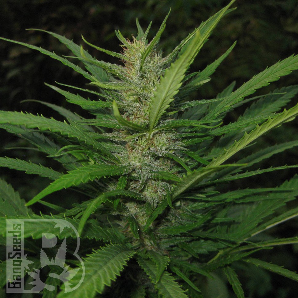 купить семена конопли дешево Afghan Haze feminised