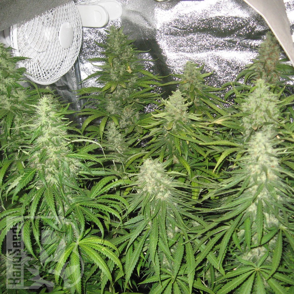 семена конопли скороспелый купить Afghan Haze feminised