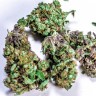 Семена ганжа  White Blueberry Pie feminised Ganja Seeds