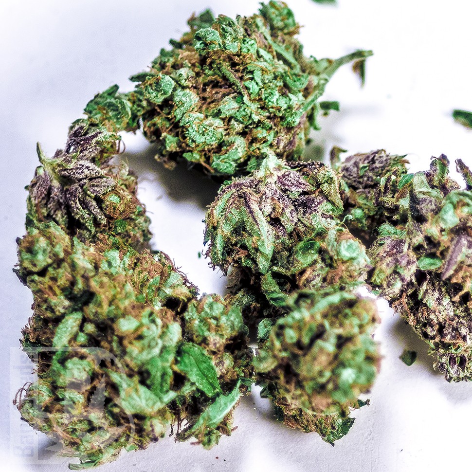 Семена ганжа  White Blueberry Pie feminised Ganja Seeds