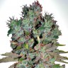 Семена ганжа  White Blueberry Pie feminised Ganja Seeds