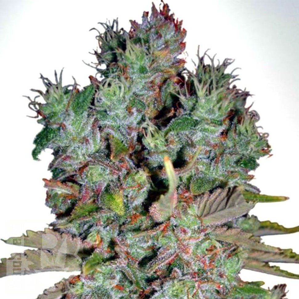 Семена ганжа  White Blueberry Pie feminised Ganja Seeds