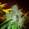 Семена ганжа  White Blueberry Pie feminised Ganja Seeds