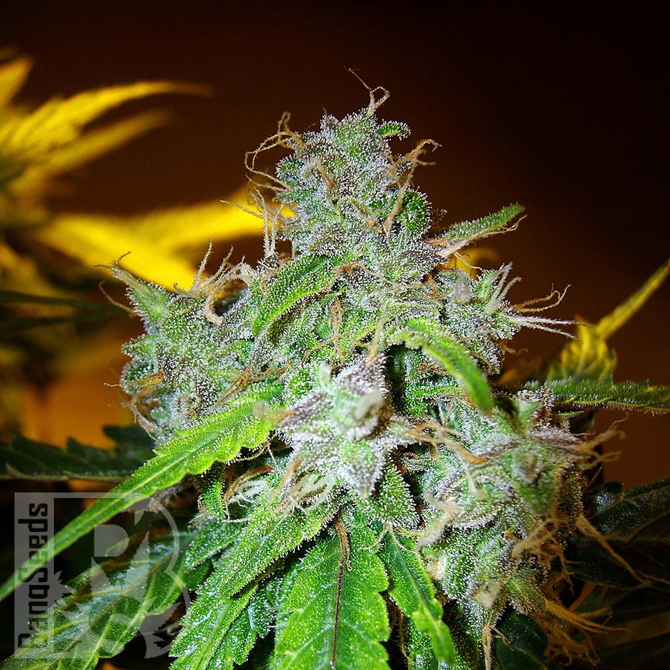 Семена ганжа  White Blueberry Pie feminised Ganja Seeds
