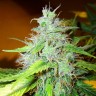 Семена ганжа  White Blueberry Pie feminised Ganja Seeds