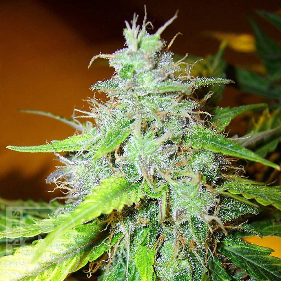Семена ганжа  White Blueberry Pie feminised Ganja Seeds