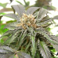 Purple Kush regular Ganja Seeds
