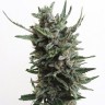 Семена ганжа  Purple Kush regular Ganja Seeds