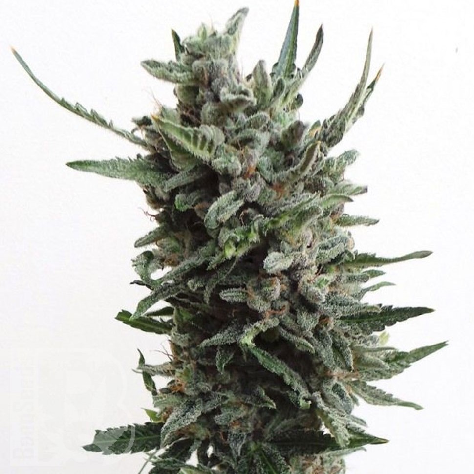 Семена ганжа  Purple Kush regular Ganja Seeds