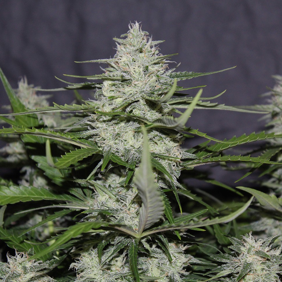 Семена марихуаны  White Widow feminised Victory Seeds
