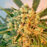 качественные семена конопли Freddy's Best feminised Ganja Seeds качественные семена конопли Freddy's Best feminised Ganja Seeds