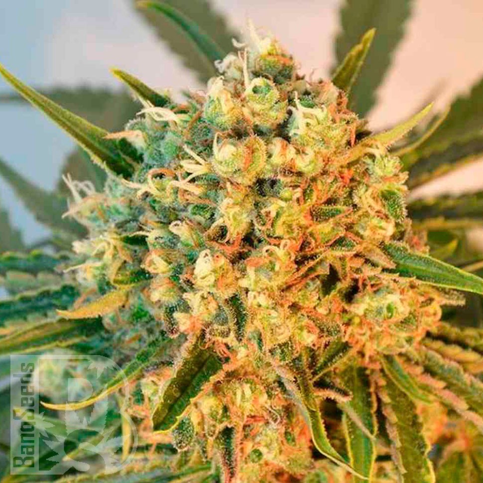 Семена марихуаны Freddy's Best feminised Ganja Seeds Семена марихуаны Freddy's Best feminised Ganja Seeds