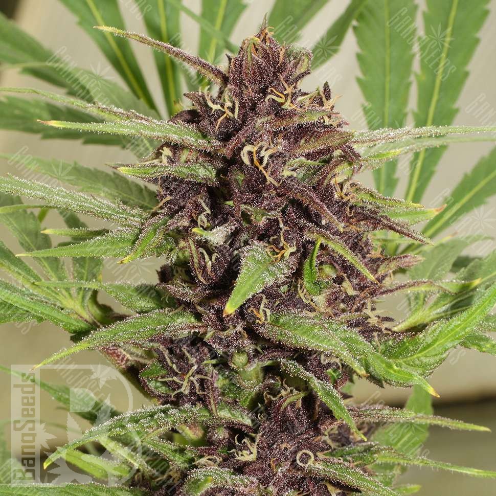 Семена марихуаны Freddy's Best feminised Ganja Seeds Семена марихуаны Freddy's Best feminised Ganja Seeds