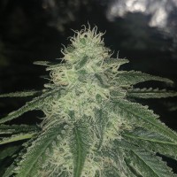 Afghan feminised Ganja Seeds