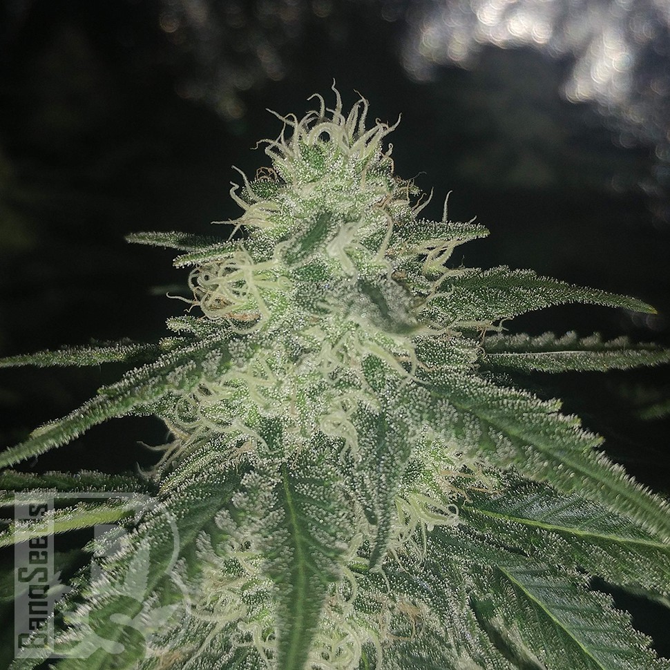Семена  Afghan feminised Ganja Seeds