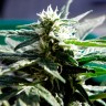 Critical feminised Ganja Seeds