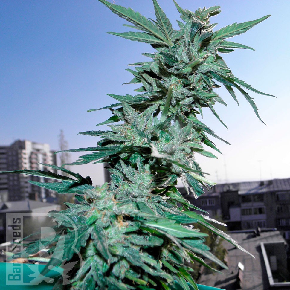 Critical feminised Ganja Seeds