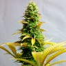 Critical feminised Ganja Seeds