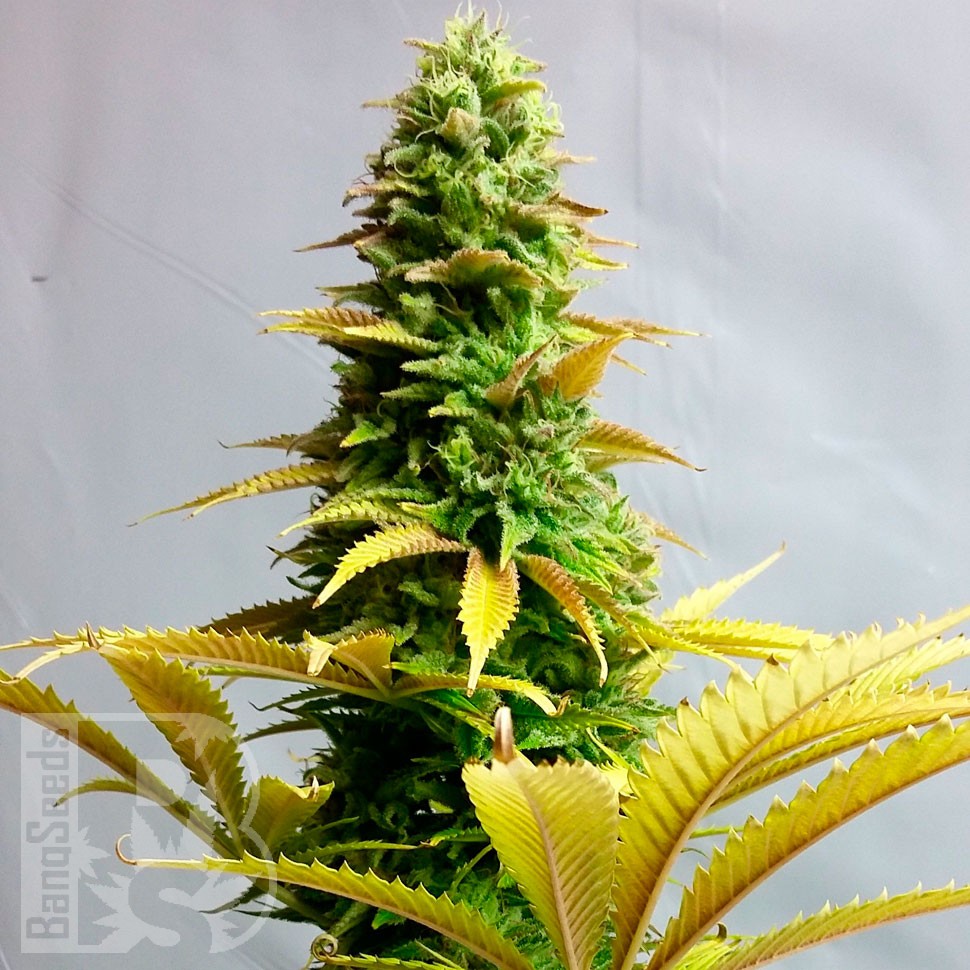 Critical feminised Ganja Seeds