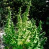 Critical feminised Ganja Seeds