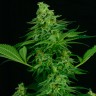Critical feminised Ganja Seeds