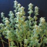 Семена  White Gum feminised Ganja Seeds