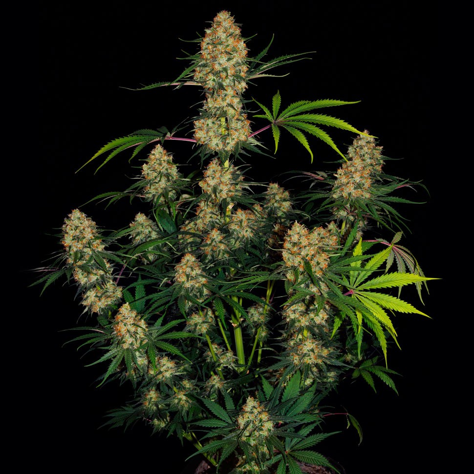 Семена каннабиса  Auto Hindu Kush feminised Ganja Seeds