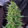 купить семена конопли Deathlok feminised в Украине
