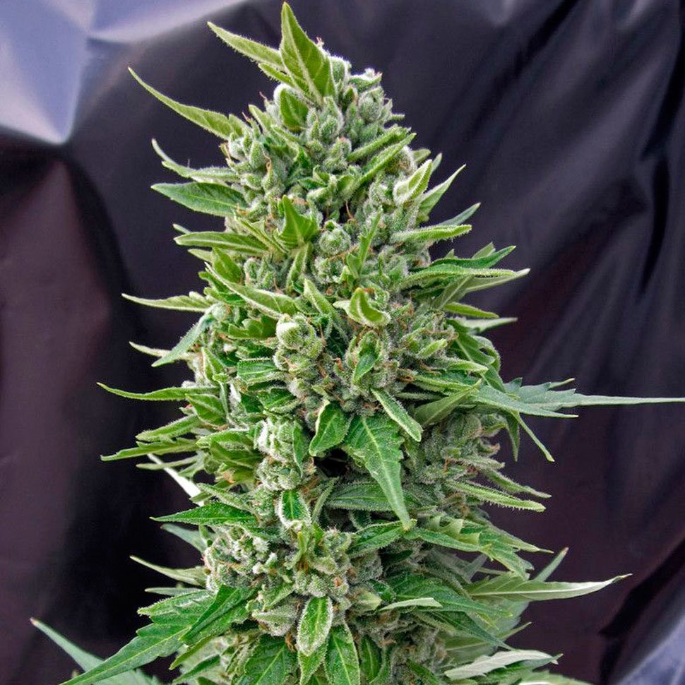 купить семена конопли Deathlok feminised в Украине