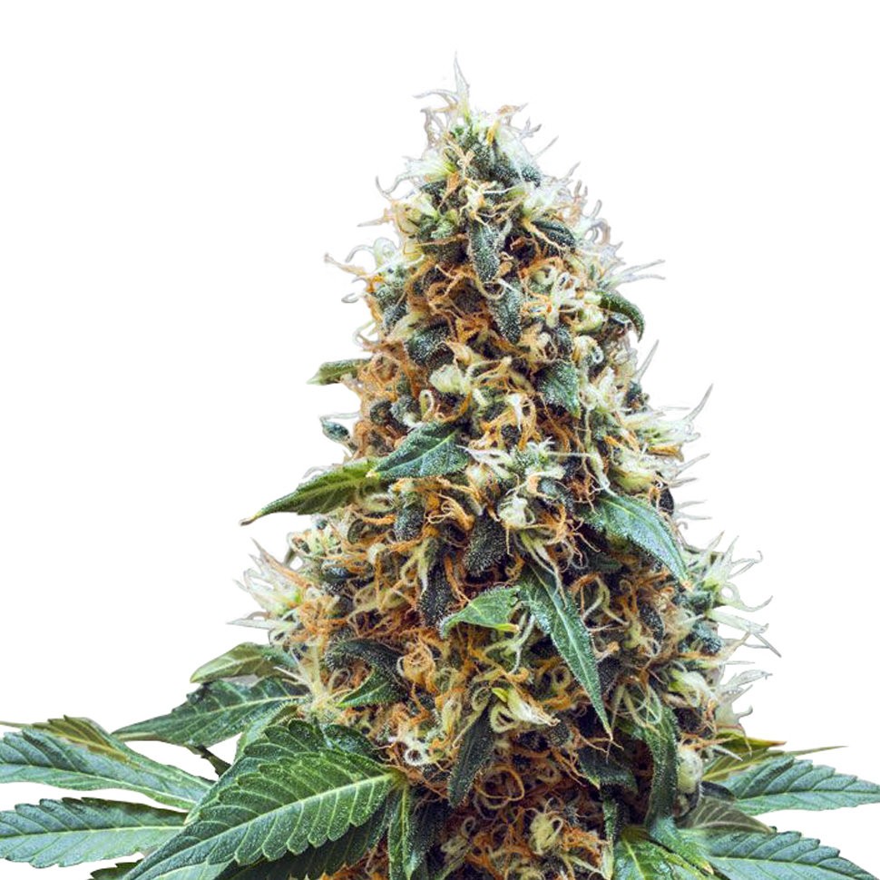 Семена ганжа  Deathlok feminised GanjaVIP Seeds