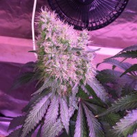 Auto Northern Lights feminised Victory Seeds
