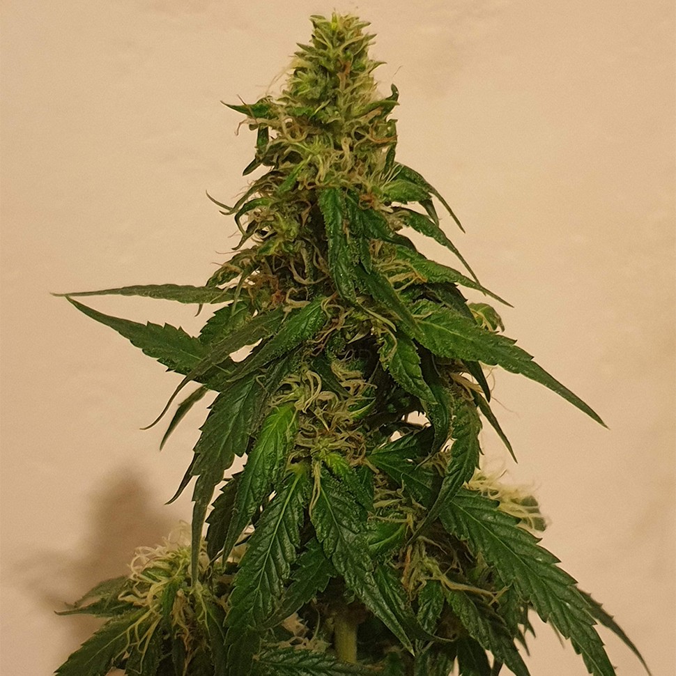 Семена  Gelato feminised Ganja Seeds