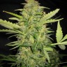 Семена конопли  AK Skunk feminised Ganja Seeds