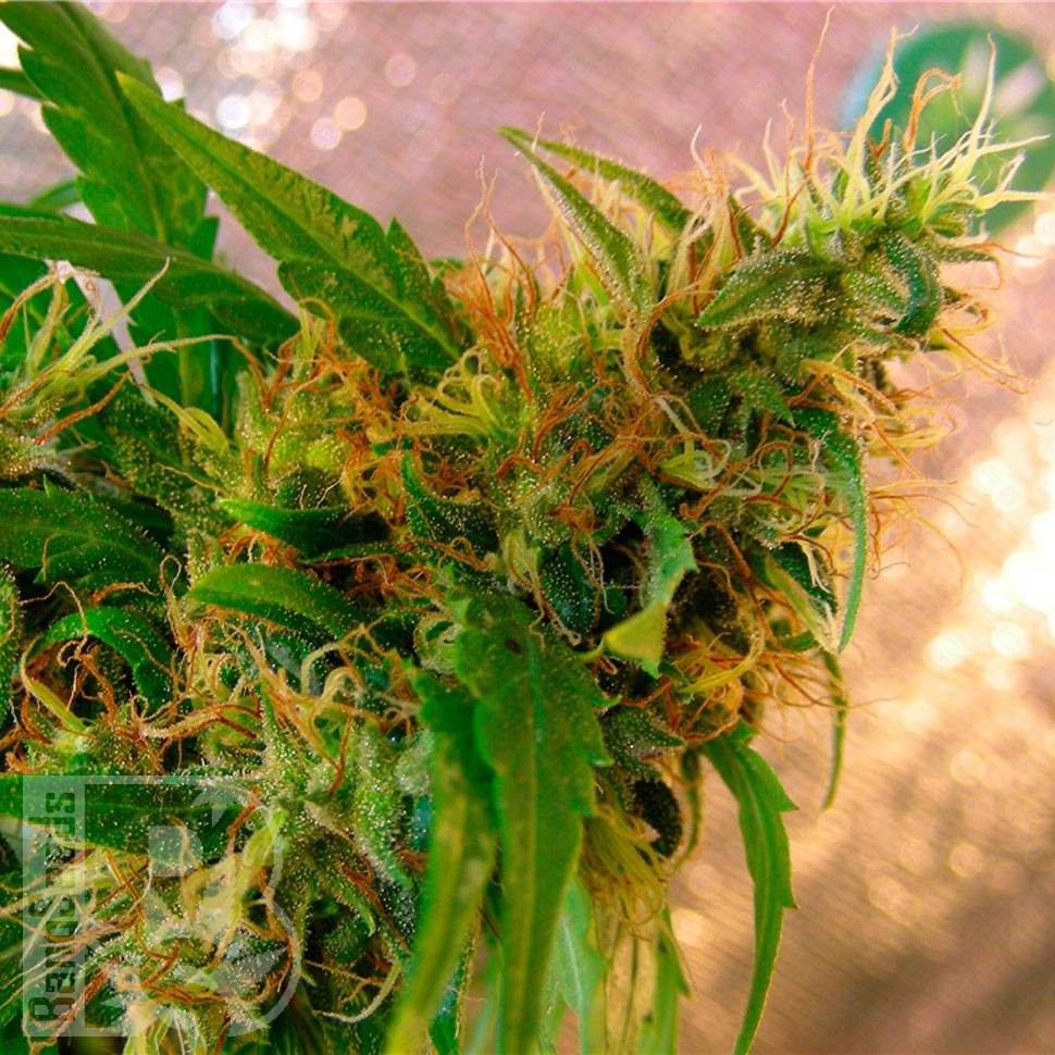 Critical Jack feminised Ganja Seeds