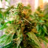 Critical Jack feminised Ganja Seeds