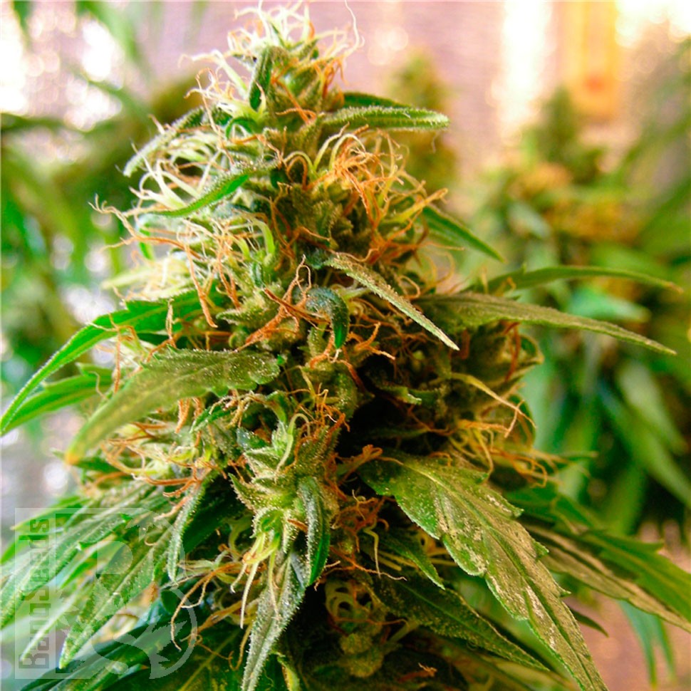 Critical Jack feminised Ganja Seeds