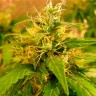 Critical Jack feminised Ganja Seeds